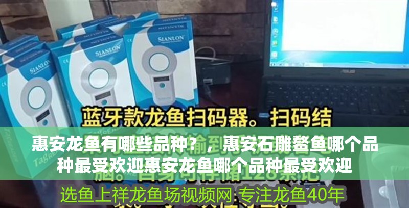惠安龍魚有哪些品種？，惠安石雕鰲魚哪個品種最受歡迎惠安龍魚哪個品種最受歡迎