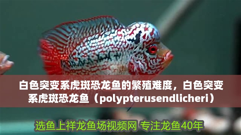 白色突變系虎斑恐龍魚的繁殖難度，白色突變系虎斑恐龍魚（polypterusendlicheri）