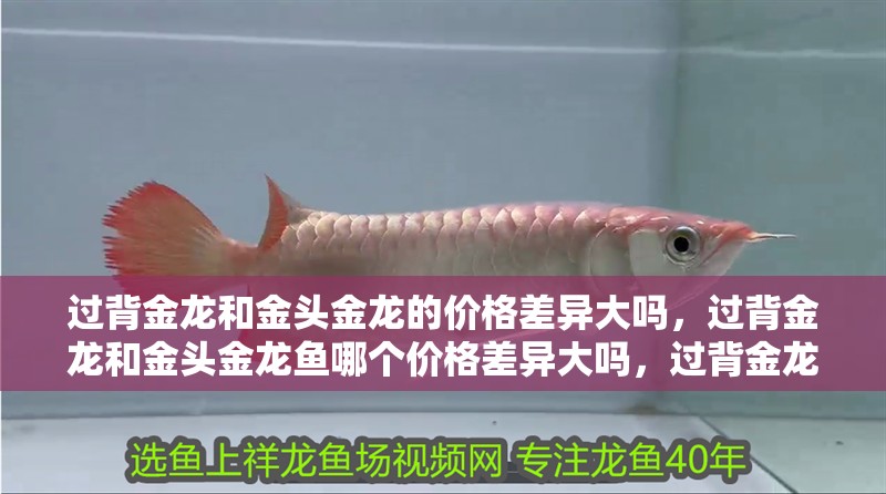 過背金龍和金頭金龍的價格差異大嗎，過背金龍和金頭金龍魚哪個價格差異大嗎，過背金龍魚的價格差異大嗎