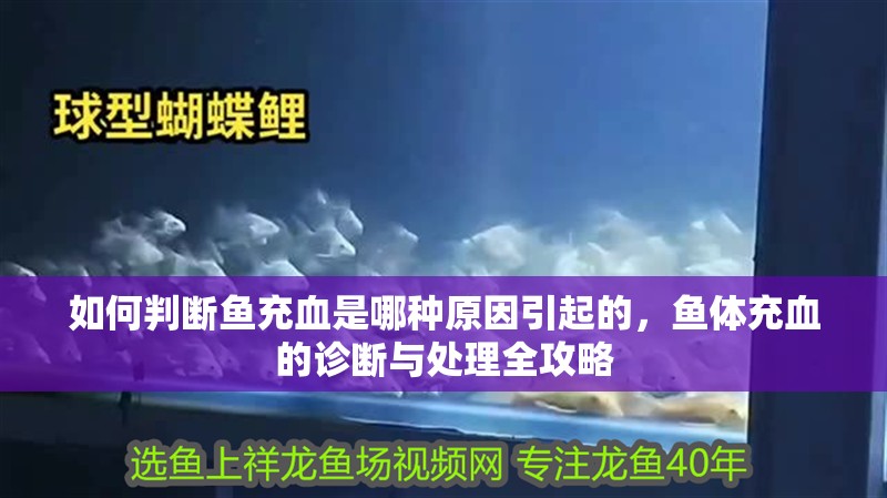 如何判斷魚充血是哪種原因引起的，魚體充血的診斷與處理全攻略