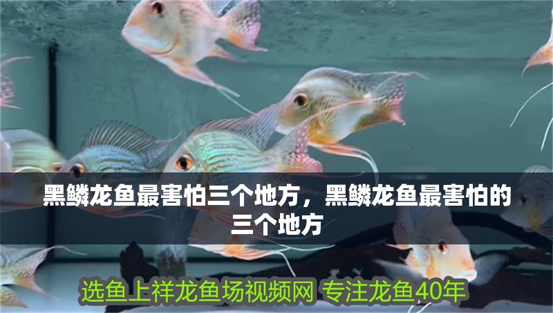 黑鱗龍魚最害怕三個地方，黑鱗龍魚最害怕的三個地方