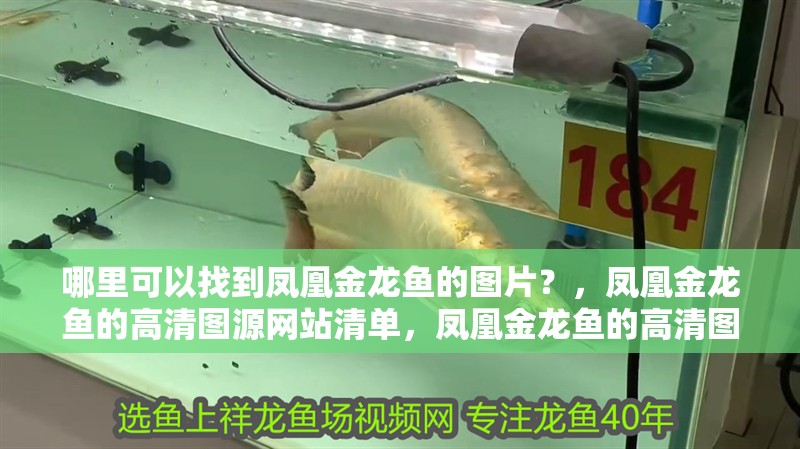 哪里可以找到鳳凰金龍魚的圖片？，鳳凰金龍魚的高清圖源網站清單，鳳凰金龍魚的高清圖片