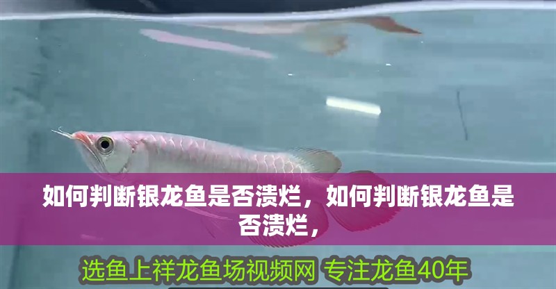 如何判斷銀龍魚是否潰爛，如何判斷銀龍魚是否潰爛，