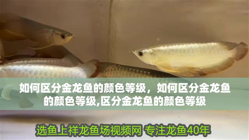 如何區分金龍魚的顏色等級，如何區分金龍魚的顏色等級,區分金龍魚的顏色等級