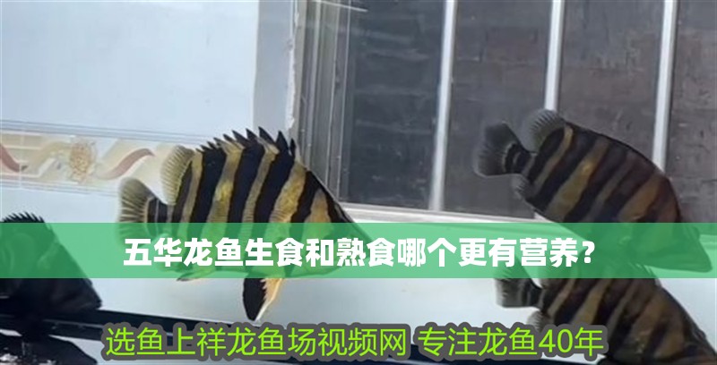 五華龍魚生食和熟食哪個更有營養？