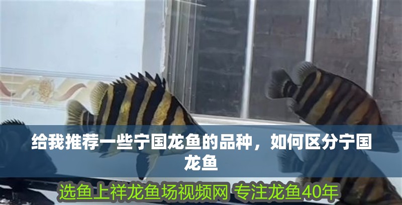 給我推薦一些寧國龍魚的品種，如何區分寧國龍魚