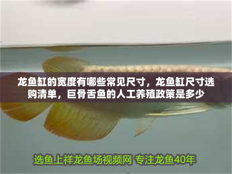 龍魚缸的寬度有哪些常見尺寸，龍魚缸尺寸選購清單，巨骨舌魚的人工養殖政策是多少