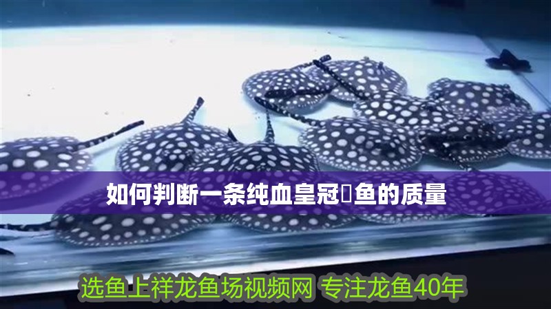 如何判斷一條純血皇冠魟魚的質量