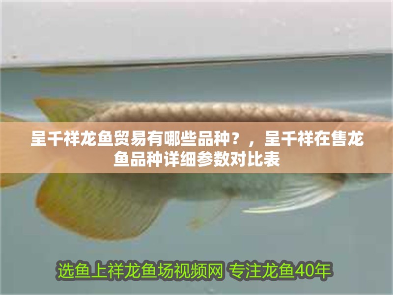 呈千祥龍魚貿(mào)易有哪些品種？，呈千祥在售龍魚品種詳細參數(shù)對比表