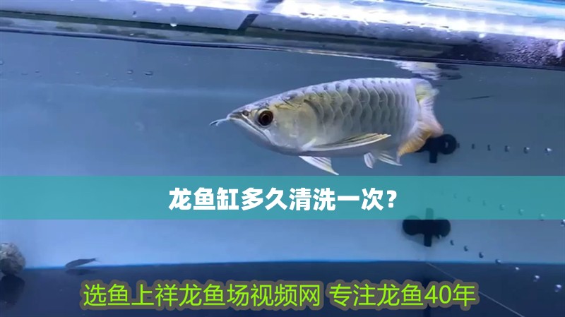 龍魚缸多久清洗一次？