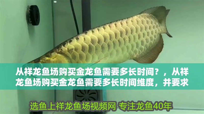 從祥龍魚場購買金龍魚需要多長時間？，從祥龍魚場購買金龍魚需要多長時間維度，并要求1000字和配圖