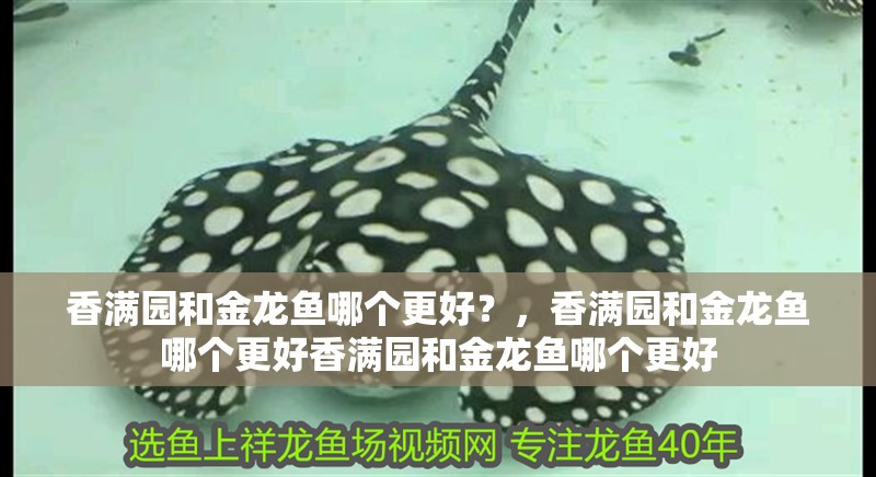 香滿園和金龍魚哪個(gè)更好？，香滿園和金龍魚哪個(gè)更好香滿園和金龍魚哪個(gè)更好