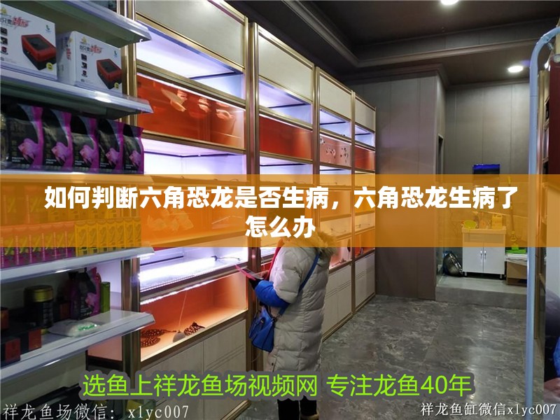 如何判斷六角恐龍是否生病，六角恐龍生病了怎么辦