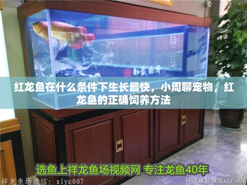 紅龍魚在什么條件下生長最快，小周聊寵物，紅龍魚的正確飼養(yǎng)方法