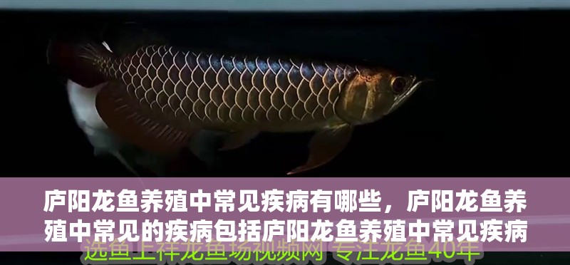 廬陽龍魚養殖中常見疾病有哪些，廬陽龍魚養殖中常見的疾病包括廬陽龍魚養殖中常見疾病