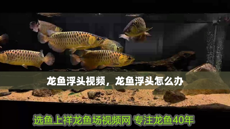 龍魚浮頭視頻，龍魚浮頭怎么辦