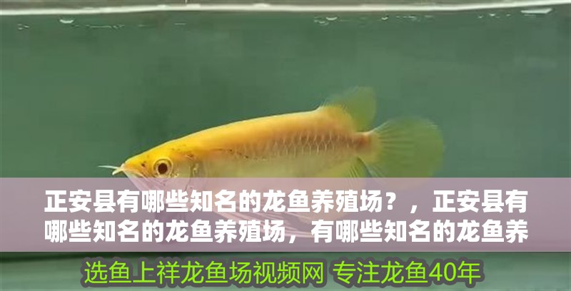 正安縣有哪些知名的龍魚養殖場？，正安縣有哪些知名的龍魚養殖場，有哪些知名的龍魚養殖場