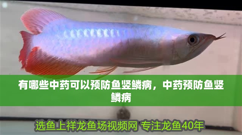 有哪些中藥可以預防魚豎鱗病，中藥預防魚豎鱗病