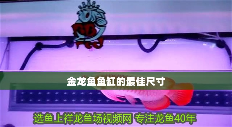 金龍魚魚缸的最佳尺寸