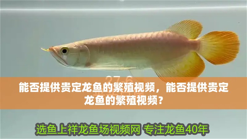 能否提供貴定龍魚的繁殖視頻，能否提供貴定龍魚的繁殖視頻？