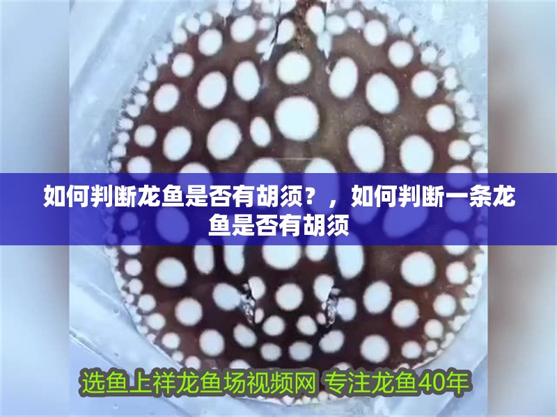 如何判斷龍魚(yú)是否有胡須？，如何判斷一條龍魚(yú)是否有胡須