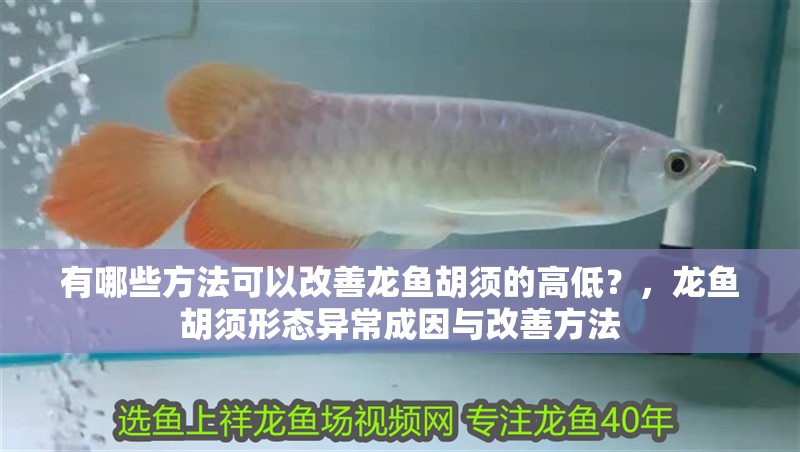 有哪些方法可以改善龍魚胡須的高低？，龍魚胡須形態異常成因與改善方法