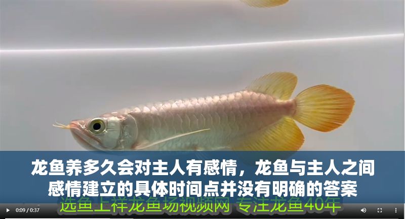 龍魚養(yǎng)多久會(huì)對(duì)主人有感情，龍魚與主人之間感情建立的具體時(shí)間點(diǎn)并沒有明確的答案
