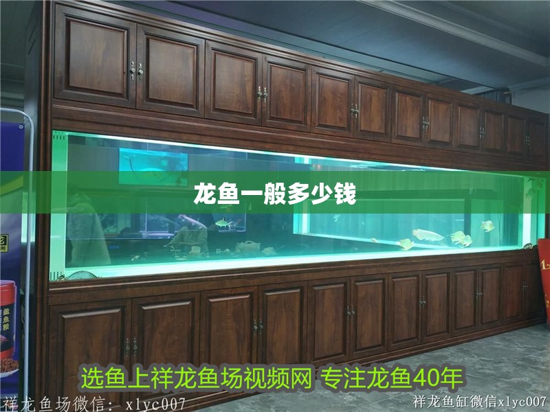 龍魚一般多少錢