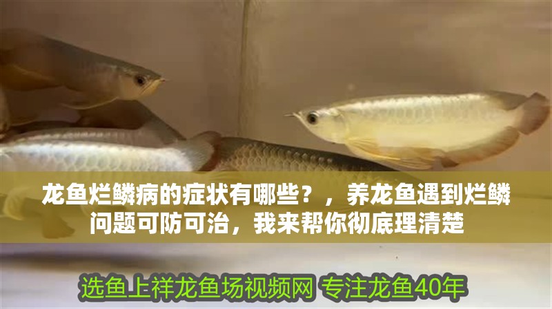 龍魚爛鱗病的癥狀有哪些？，養(yǎng)龍魚遇到爛鱗問題可防可治，我來幫你徹底理清楚
