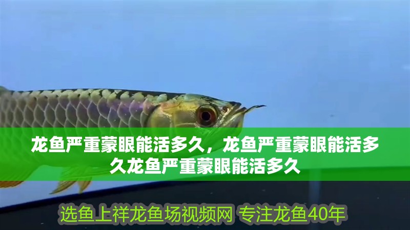龍魚嚴重蒙眼能活多久，龍魚嚴重蒙眼能活多久龍魚嚴重蒙眼能活多久