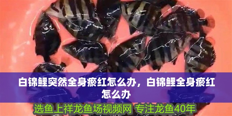 白錦鯉突然全身瘀紅怎么辦，白錦鯉全身瘀紅怎么辦