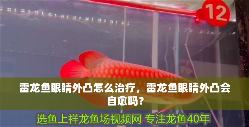 雷龍魚眼睛外凸怎么治療，雷龍魚眼睛外凸會自愈嗎？
