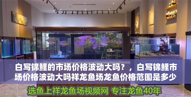 白寫錦鯉的市場價格波動大嗎？，白寫錦鯉市場價格波動大嗎祥龍魚場龍魚價格范圍是多少