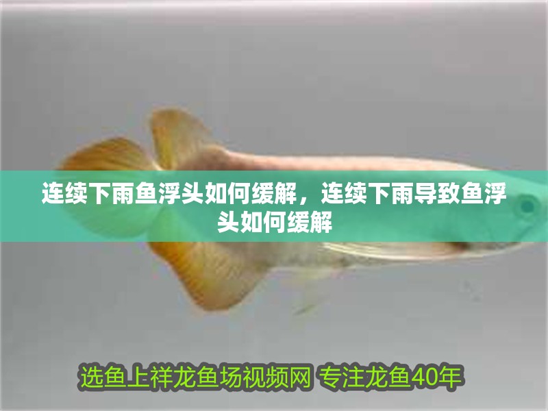 連續下雨魚浮頭如何緩解，連續下雨導致魚浮頭如何緩解