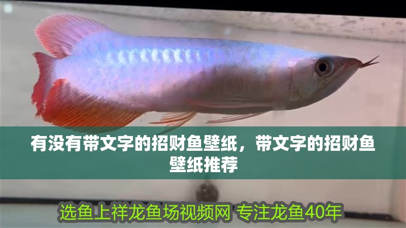 有沒有帶文字的招財魚壁紙，帶文字的招財魚壁紙推薦