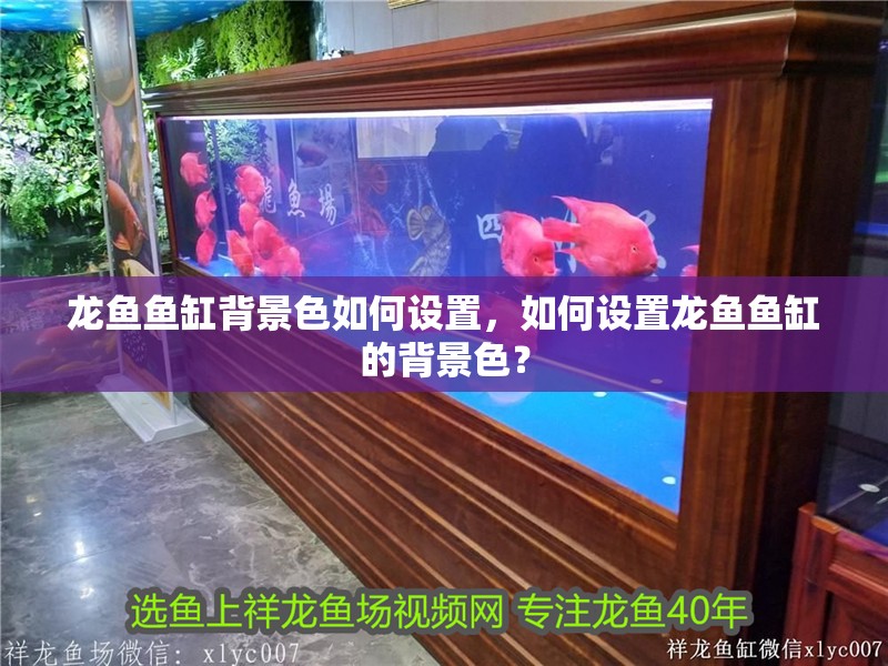龍魚魚缸背景色如何設(shè)置，如何設(shè)置龍魚魚缸的背景色？