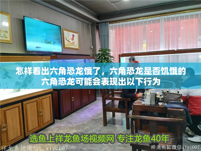怎樣看出六角恐龍餓了，六角恐龍是否饑餓的六角恐龍可能會表現出以下行為