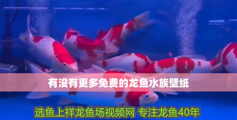 有沒有更多免費的龍魚水族壁紙