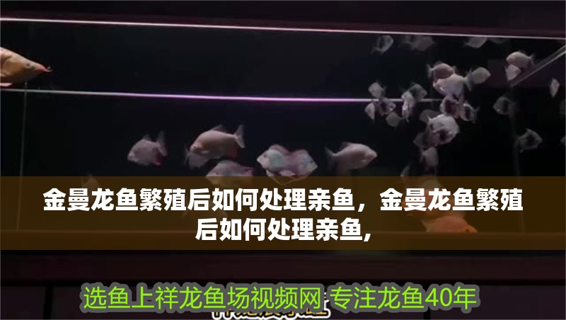 金曼龍魚繁殖后如何處理親魚，金曼龍魚繁殖后如何處理親魚,