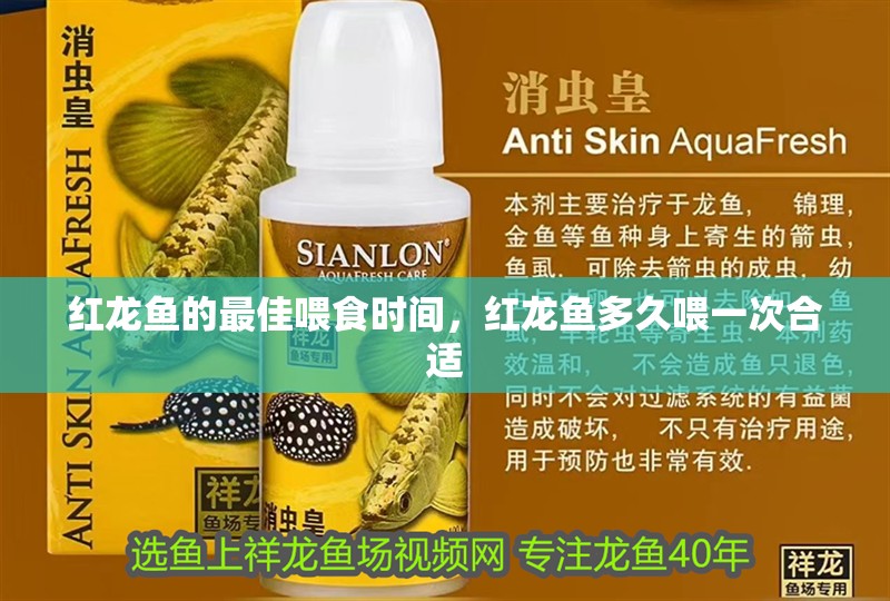 紅龍魚的最佳喂食時間，紅龍魚多久喂一次合適