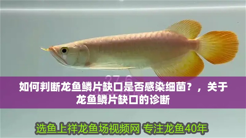 如何判斷龍魚鱗片缺口是否感染細菌？，關于龍魚鱗片缺口的診斷