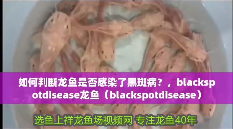 如何判斷龍魚是否感染了黑斑病？，blackspotdisease龍魚（blackspotdisease）