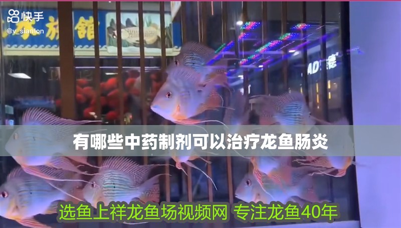 有哪些中藥制劑可以治療龍魚腸炎