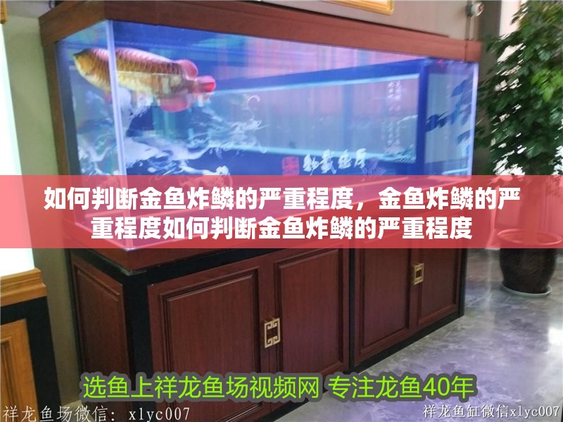 如何判斷金魚炸鱗的嚴(yán)重程度，金魚炸鱗的嚴(yán)重程度如何判斷金魚炸鱗的嚴(yán)重程度