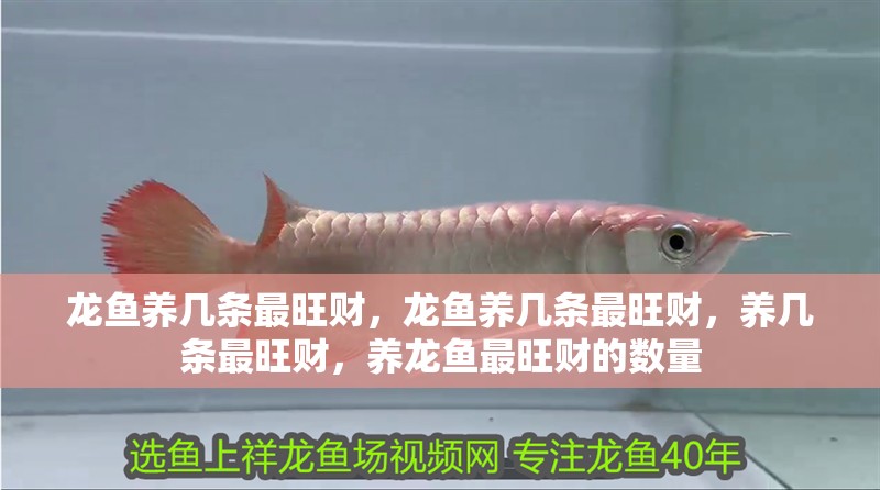 龍魚養(yǎng)幾條最旺財，龍魚養(yǎng)幾條最旺財，養(yǎng)幾條最旺財，養(yǎng)龍魚最旺財?shù)臄?shù)量