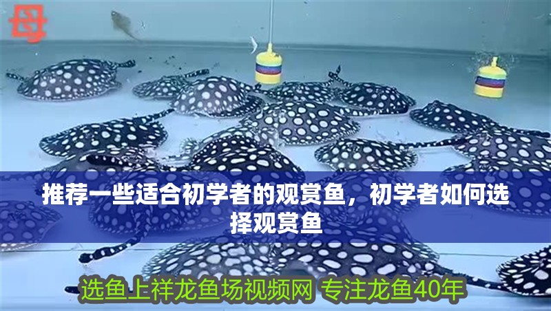 推薦一些適合初學者的觀賞魚，初學者如何選擇觀賞魚