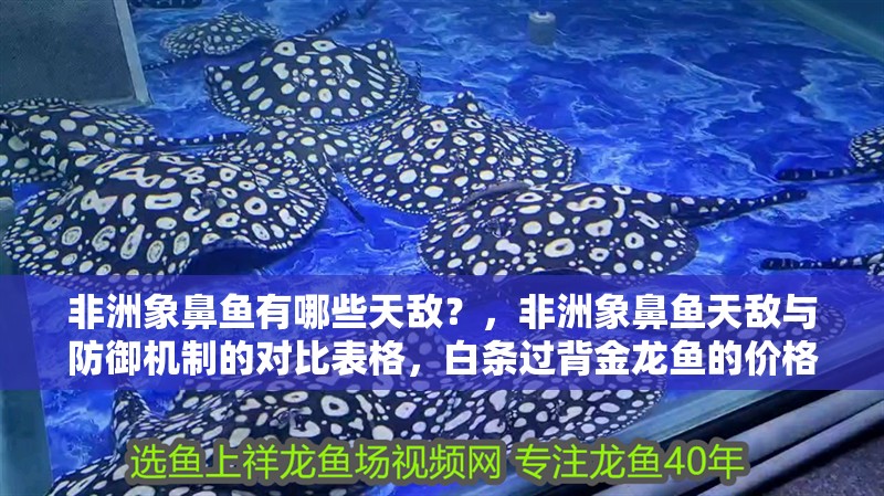 非洲象鼻魚有哪些天敵？，非洲象鼻魚天敵與防御機制的對比表格，白條過背金龍魚的價格是多少