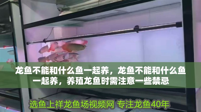 龍魚不能和什么魚一起養(yǎng)，龍魚不能和什么魚一起養(yǎng)，養(yǎng)殖龍魚時(shí)需注意一些禁忌