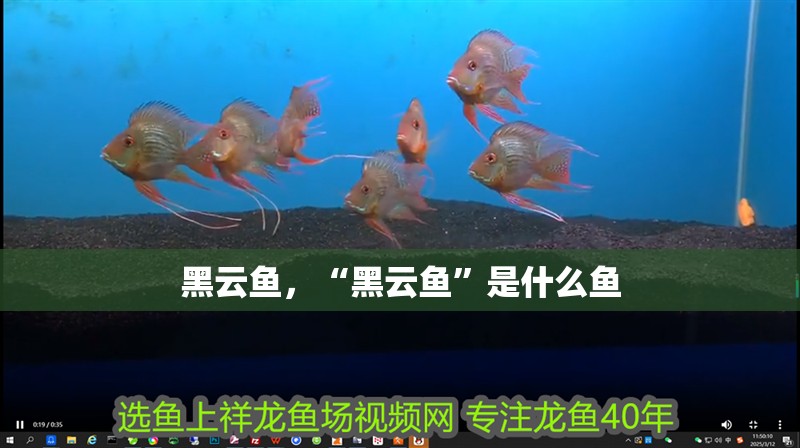 黑云魚，“黑云魚”是什么魚