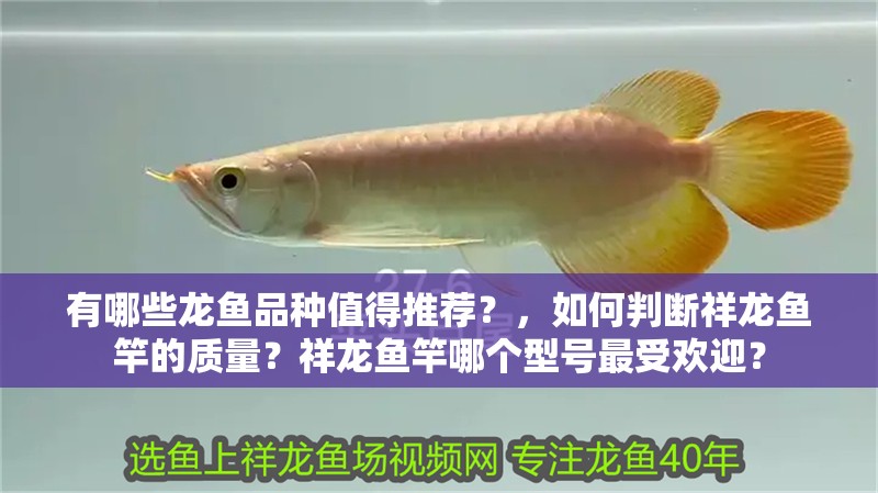 有哪些龍魚品種值得推薦？，如何判斷祥龍魚竿的質量？祥龍魚竿哪個型號最受歡迎？